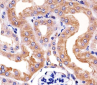 RPS6 Antibody (N-term)