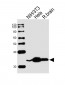 RPS6 Antibody (N-term)