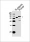 AHSG Antibody (C-term)