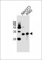 MESDC2 Antibody (C-term)