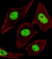 SUMO2/3 Antibody (C-term)