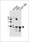 SUMO2/3 Antibody (C-term)