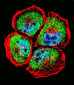 MMP3 Antibody (N-term)