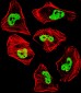 TARDBP Antibody (N-term)