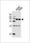 TAF7 Antibody (C-term)