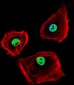 CTBP1 Antibody (C-term)