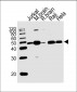 CTBP1 Antibody (C-term)