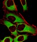 CRTAP Antibody (N-term)
