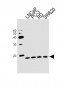 TCEAL1 Antibody (N-term)