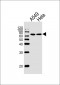 HSF2 Antibody (Center)