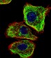 DMRTA2 Antibody (C-term)