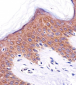 ICT1 Antibody (C-term)