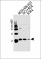 ICT1 Antibody (C-term)