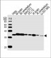 PITPNA Antibody (C-term)