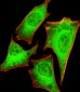 PRS4 Antibody (C-term)