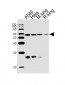 PRS4 Antibody (C-term)