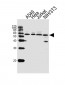 PRS4 Antibody (C-term)