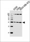 FAM50A Antibody (C-term)