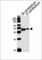M Cckar Antibody (C-term)