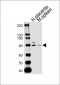 SEMA7A Antibody (N-term)