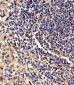 HLA-B Antibody (N-term)
