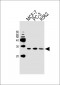 PSMD10 Antibody (Center)