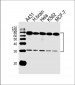 PLAUR Antibody (C-term)