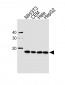 HIST1H2AG Antibody (Center)