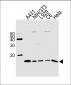 HIST1H4A Antibody (C-term)