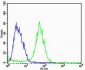 ADRA1D Antibody (N-term)