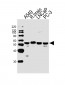 ADRA1D Antibody (N-term)