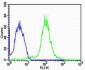 TUBA1C Antibody (N-term)