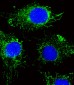 NDUFC2 Antibody (N-term)