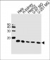 NDUFC2 Antibody (N-term)