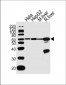POLD2 Antibody (Center)