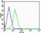 HUMAN-SHB(Y268) Antibody