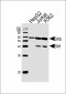 HUMAN-SHB(Y268) Antibody