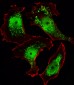 C21orf33 Antibody (Center)