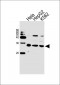C21orf33 Antibody (Center)