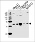 ANXA5 Antibody (Center)