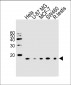 UBE2D2 Antibody (N-term)