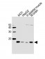 UBE2D1 Antibody (C-term)