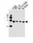 UCHL1 Antibody (C-term)