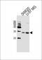 UCHL3 Antibody (C-term)