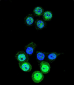 AKR1B1 Antibody (C-term)