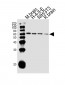 STIP1 Antibody (C-term)