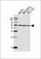 HSPD1 Antibody (Center)