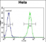 ENOA Antibody (N-term)