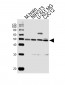 ENOA Antibody (N-term)