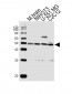 ENOA Antibody (N-term)
